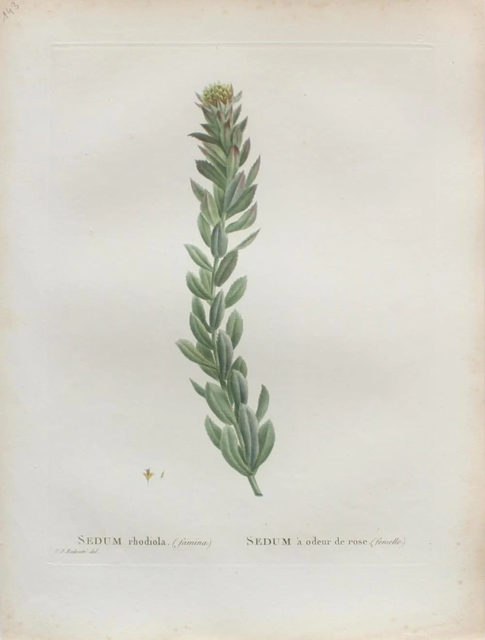 Sedum rhodiola II